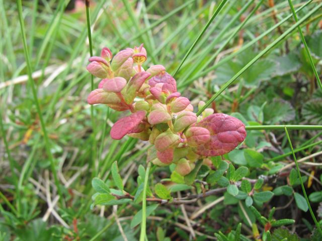 Bog Blueberry