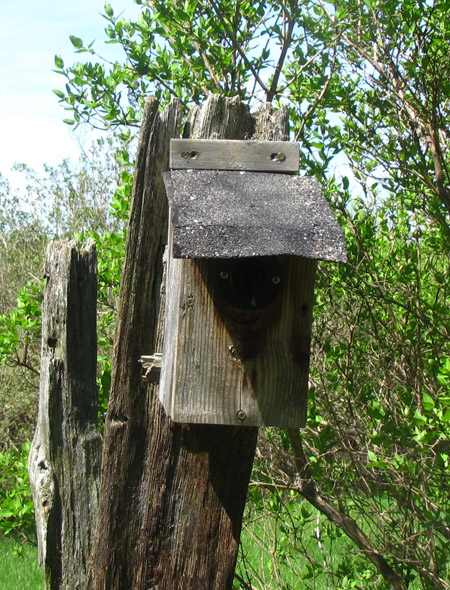 Can I use shingles for a birdhouse roof?